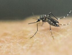 Benarkah Nyamuk ‘Pilih-pilih’ Orang untuk Digigit, Studi Temukan Alasan Ini