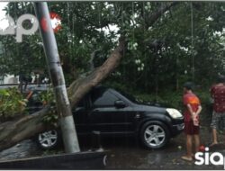 Diguyur Hujan Disertai Angin Kencang, Puluhan Pohon Tumbang