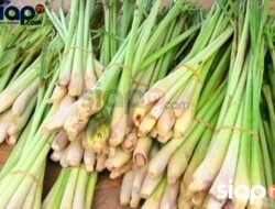 Minuman Dari Serai Atau Lemongrass, Yang Jadi Salah Satu Bahan Minuman