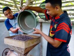 Potensi Hasil Budidaya Kopi di Pangandaran Kini Menjanjikan