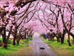 Taman Sakura Cibodas, Destinasi Wisata Unik Berkonsep Khas Jepang di Cianjur