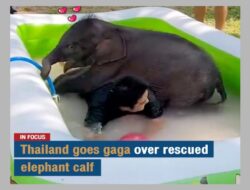 Thailand goes gaga over rescued elephant calf – English SiapTV.com