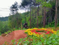 Hutan Pinus Asri, Spot Foto Instagramable dengan View Alam Memukau di Bantul