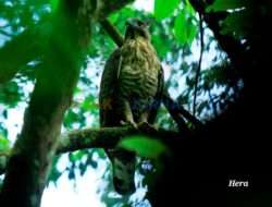 Bayi Elang Jawa, di Taman Nasional Gunung Halimun Salak