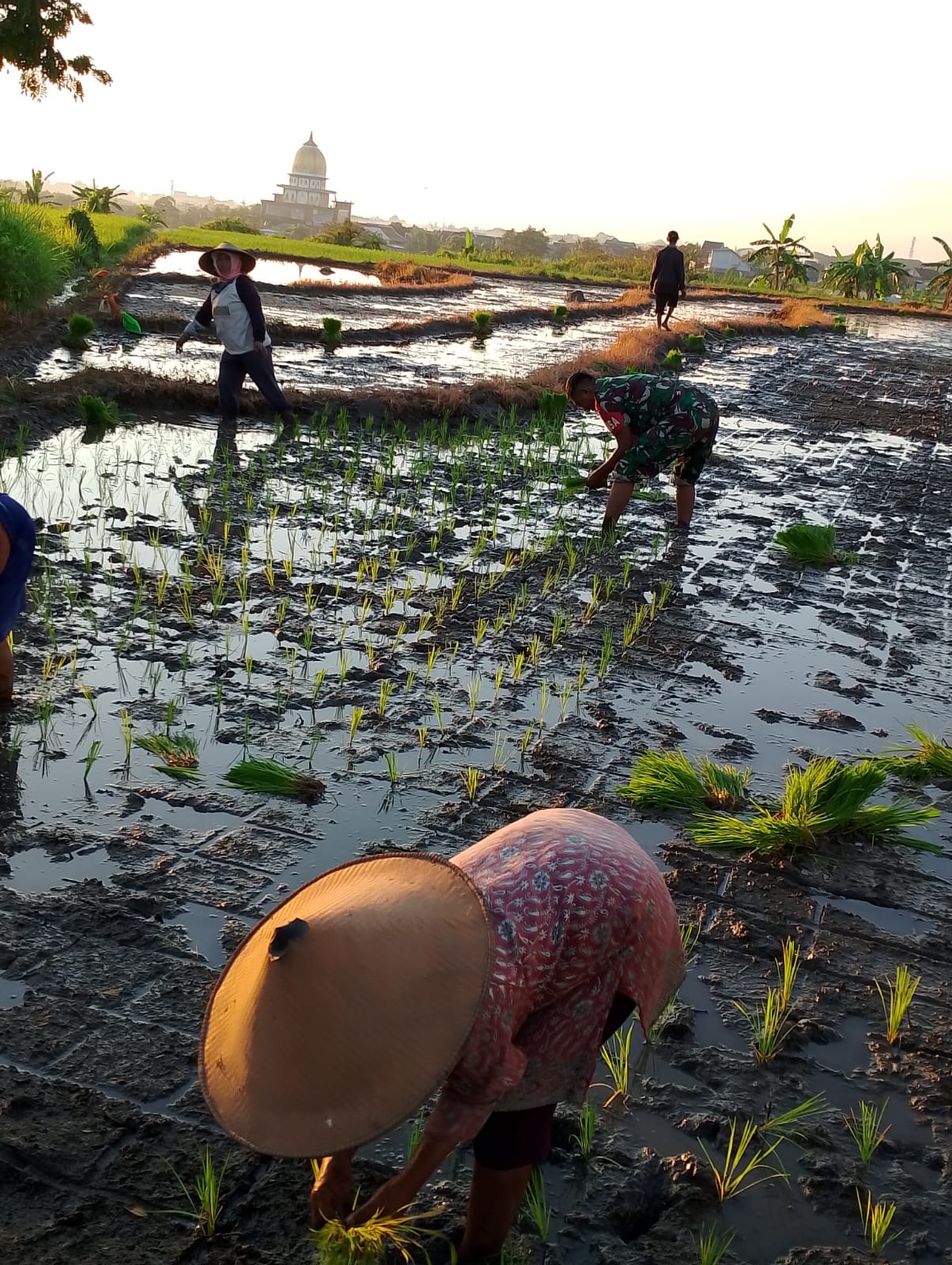 Babinsa Desa Petungsari, Serda Eko Wahyu dari Koramil 0819/18 Pandaan, terjun langsung membantu petani menanam padi jenis Inpari 32 di lahan sawah milik Ngadeli warga Dusun Kluncing, RT 03 RW 01, Desa Petungsari, Kecamatan Pandaan, Kabupaten Pasuruan