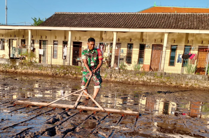 Babinsa Desa Petungsari, Serda Eko Wahyu dari Koramil 0819/18 Pandaan, terjun langsung membantu petani menanam padi jenis Inpari 32