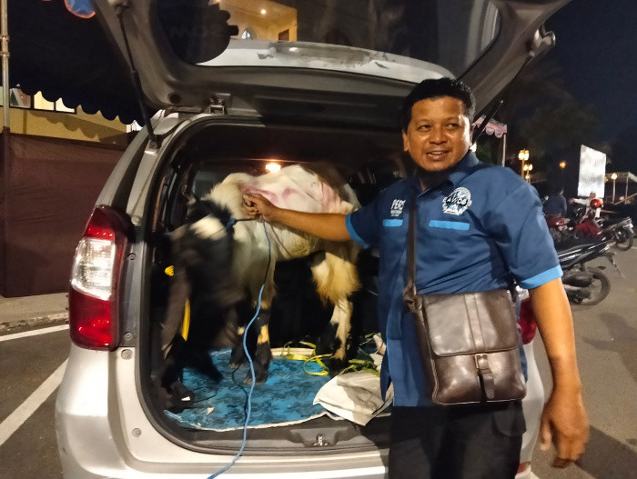 Organisasi AWOS pada hari Raya Idul Adha 1446 H/2025 M mendapatkan 2 ekor kambing dari Polda Jatim dan Polresta Sidoarjo.