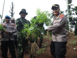 Wujudkan Indonesia Bersinar, BNN Ungkap dan Musnahkan Enam Ladang Ganja di Aceh Utara