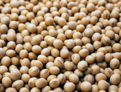 Mentan Amran Beberkan Rencana Tanam Kedelai di Lahan Sitaan: “Sudah 60-70 Persen Persiapan”