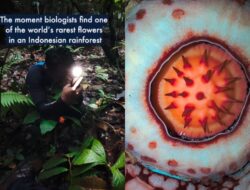 Mengenal Rafflesia hasseltii, Si Bunga “Muka Harimau” yang Statusnya Genting dan Hidup di Habitat Harimau